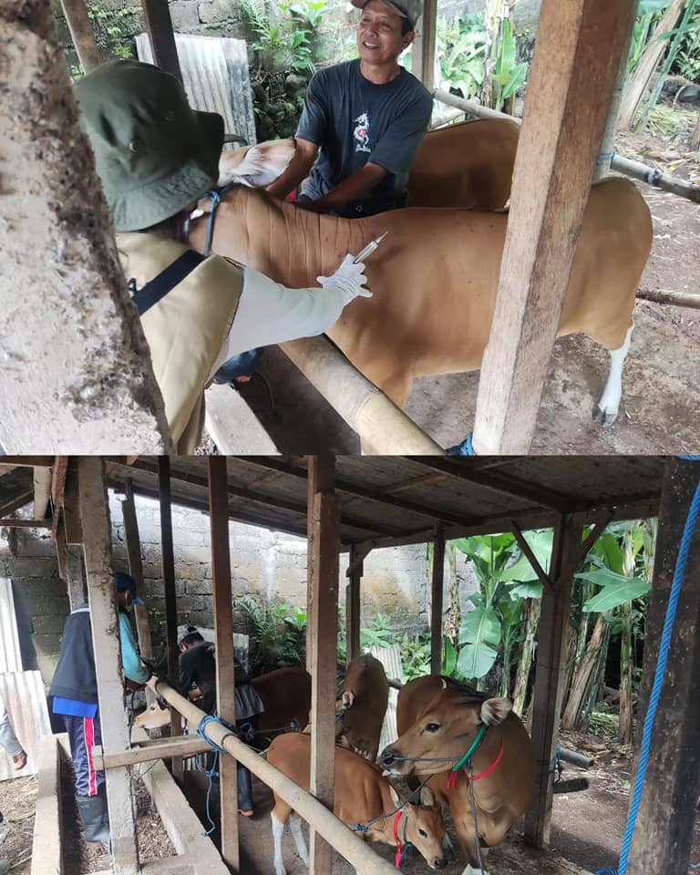 Vaksinasi PMK (Penyakit Mulut dan Kuku) dan Spraying Pada Hewan Ternak Sapi di Kelurahan Ubung