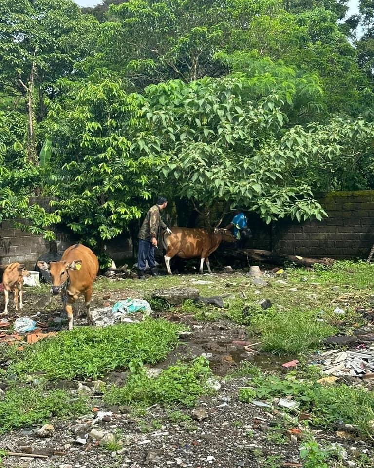 Vaksinasi PMK dan Spraying Pada Hewan Ternak di Lingkungan Kelurahan Ubung