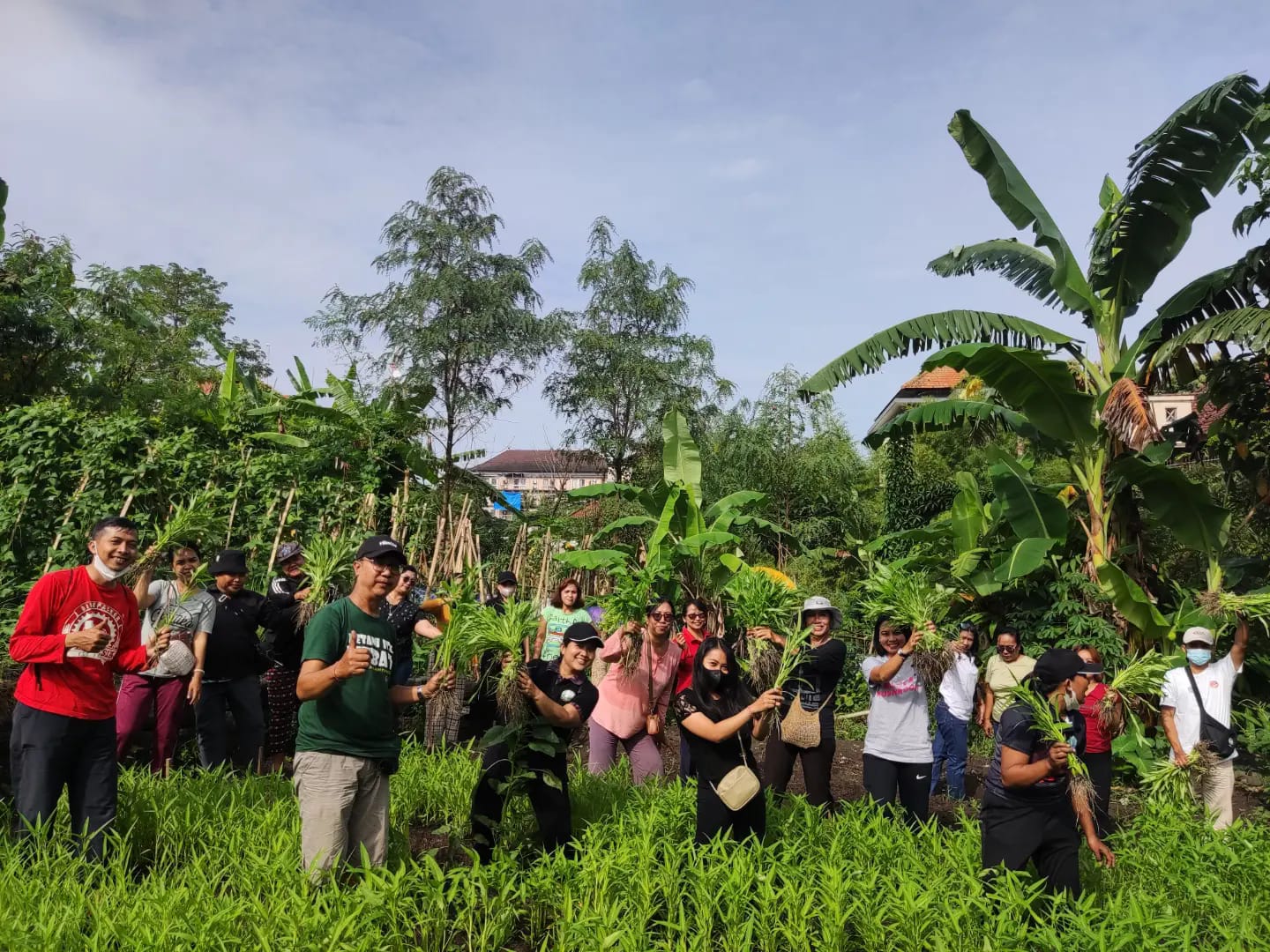Panen Sayur Kangkung dan Kacang Panjang Kelompok Wanita Tani (KWT) Jelita Kelurahan Ubung