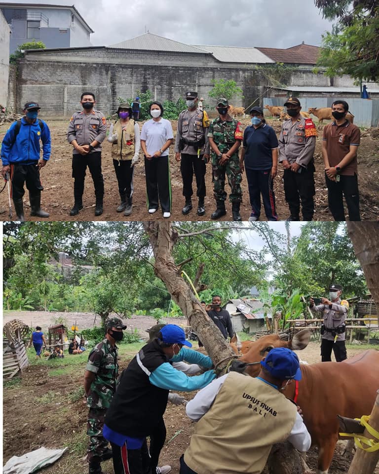Vaksinasi PMK (Penyakit Mulut dan Kuku) dan Spraying Pada Hewan Ternak Sapi di Kelurahan Ubung
