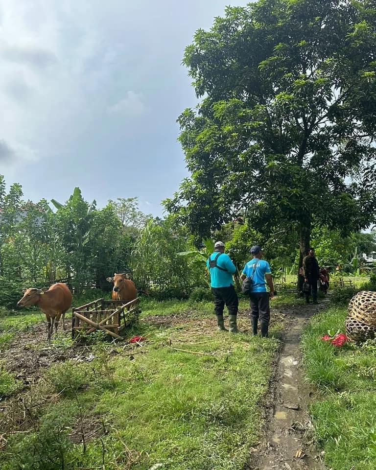 Vaksinasi PMK dan Spraying Pada Hewan Ternak di Lingkungan Kelurahan Ubung